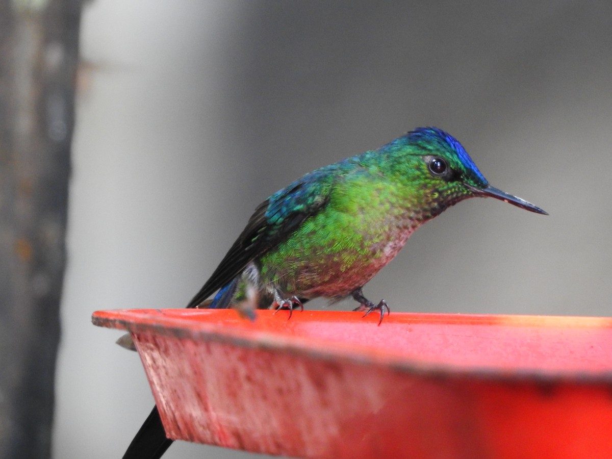 アオフタオハチドリ - ML646419210