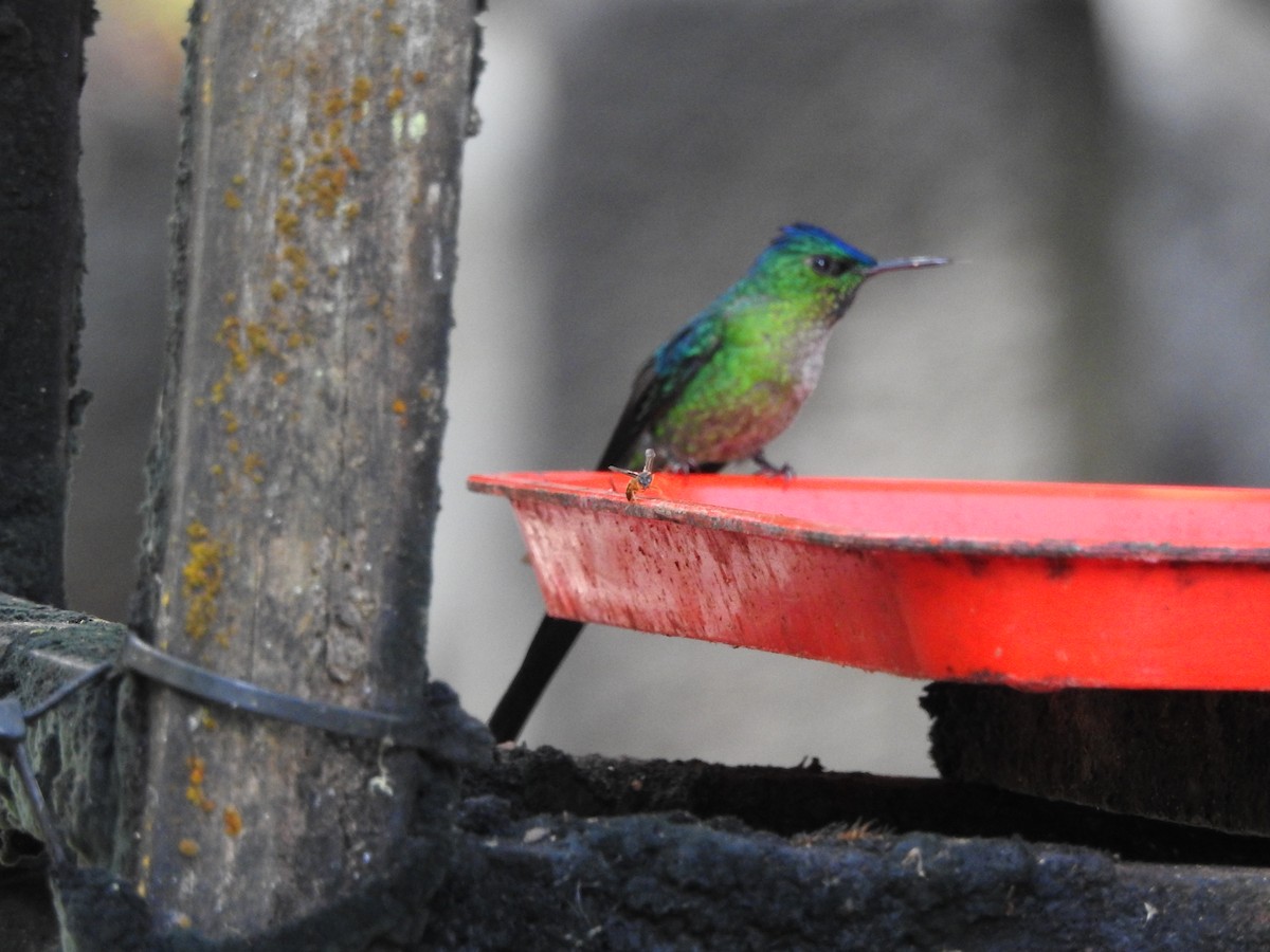 アオフタオハチドリ - ML646419211