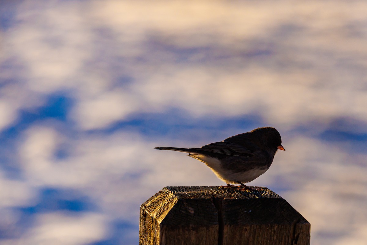 Dark-eyed Junco - ML646419212