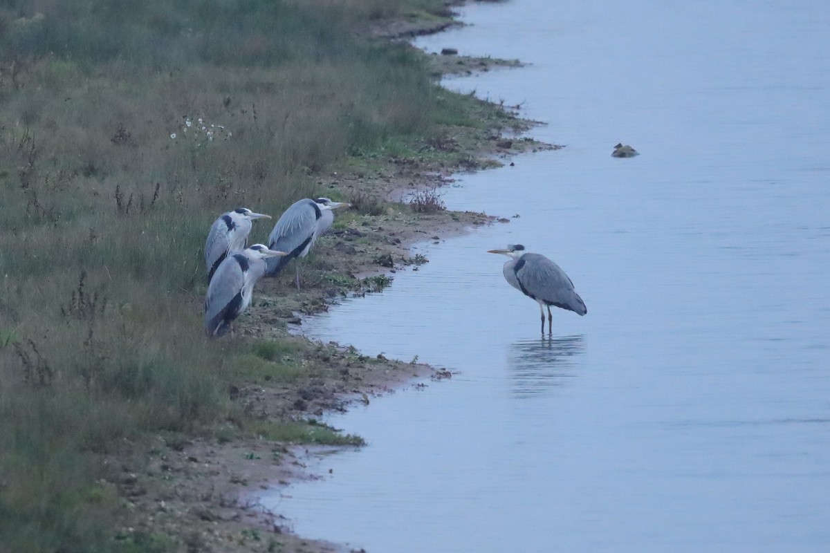 volavka popelavá - ML646419214