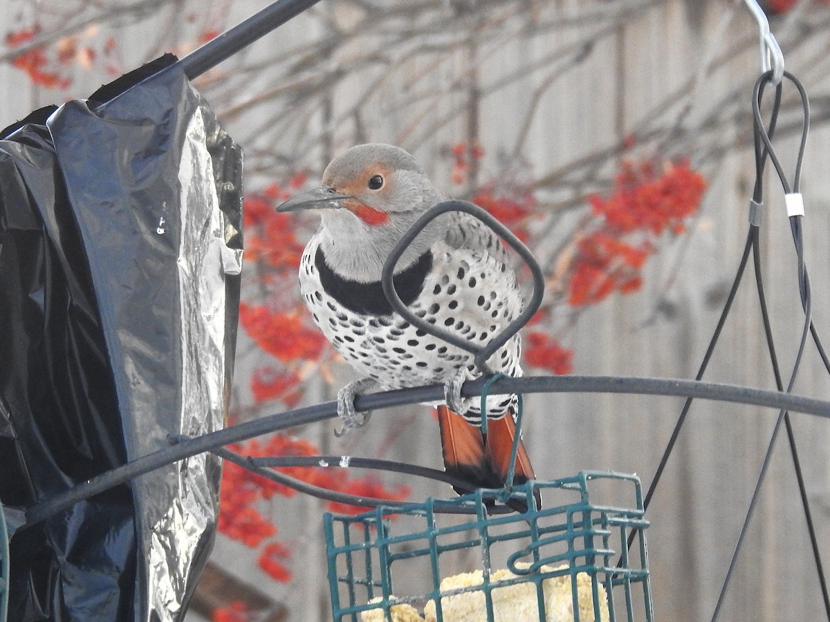 Northern Flicker (Red-shafted) - ML646419215