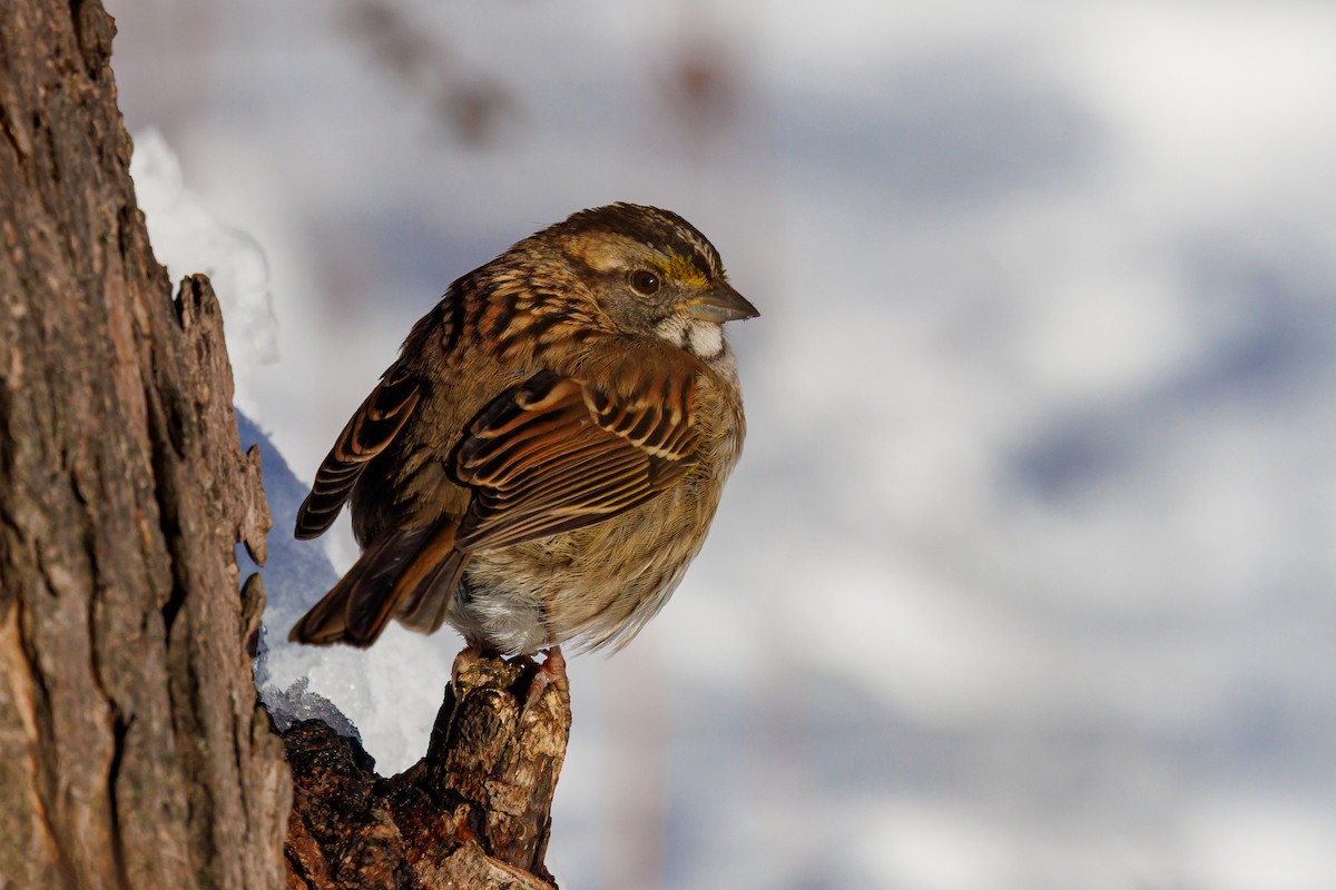White-throated Sparrow - ML646419216
