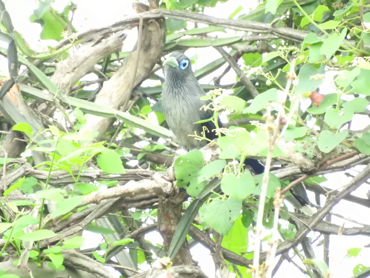 Малкога сірочерева - ML646419217