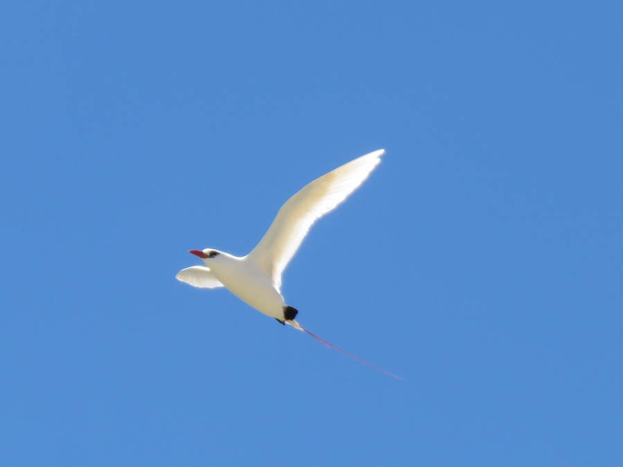Red-tailed Tropicbird - ML646419220