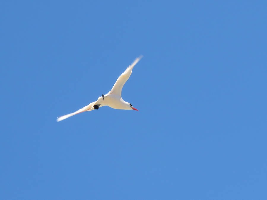 Red-tailed Tropicbird - ML646419221