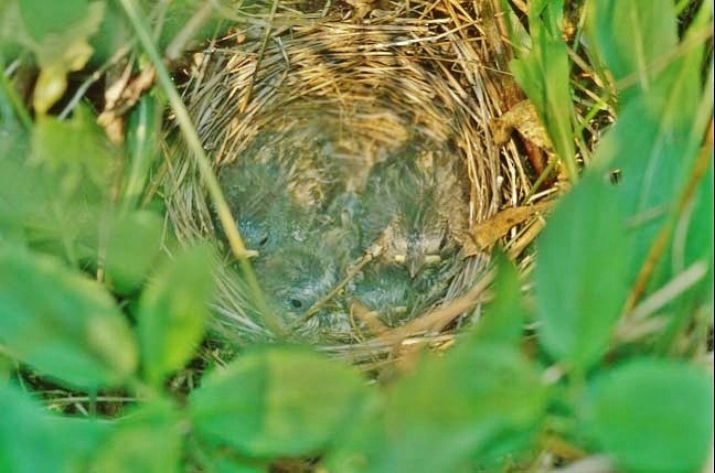 Song Sparrow - ML646419222