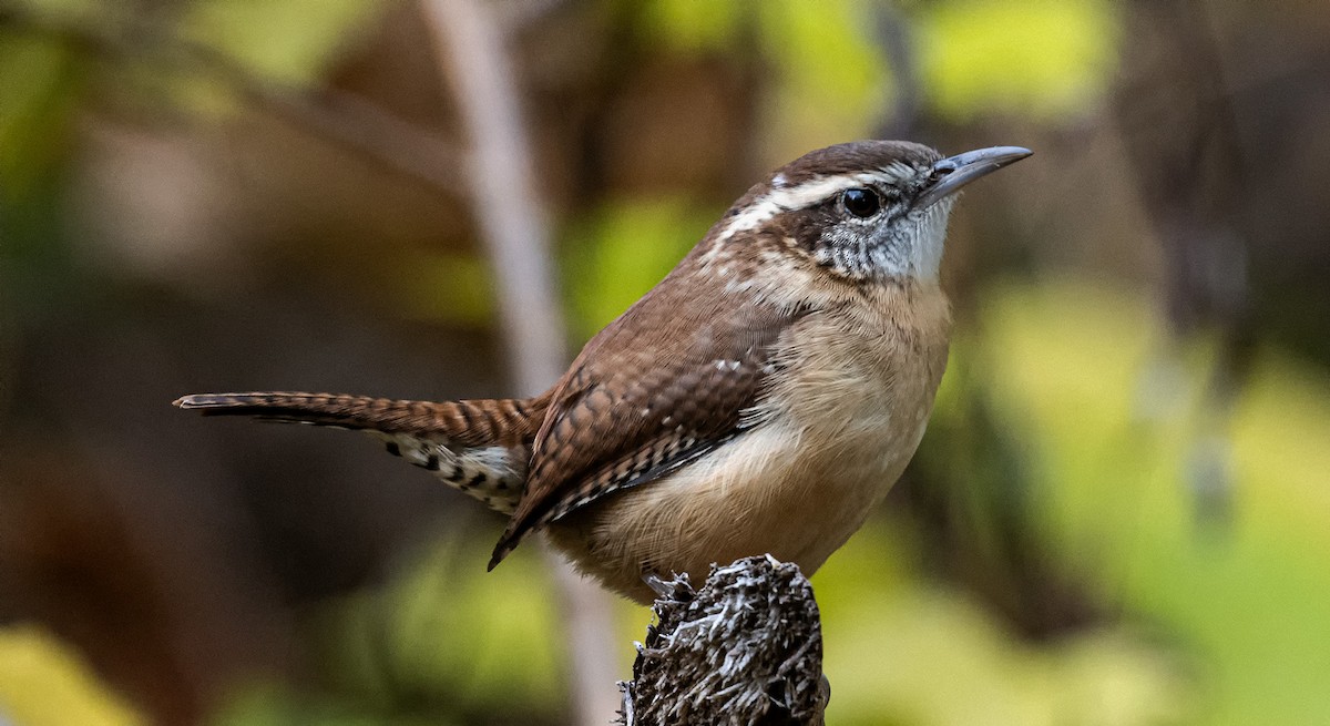 Carolina Wren - ML646419224