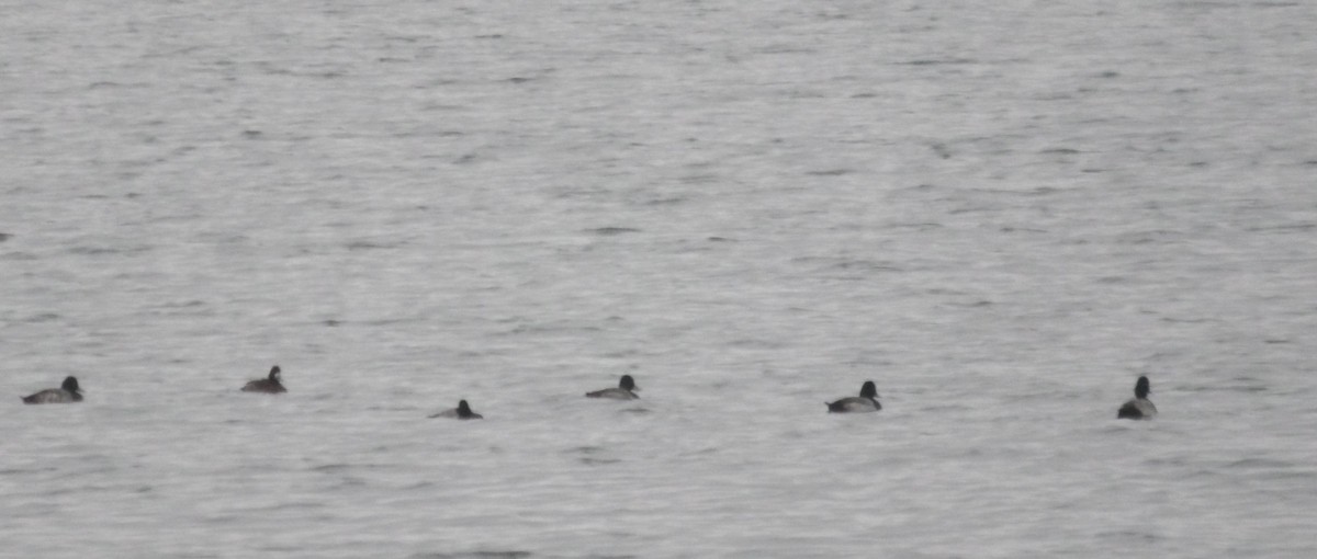 Greater/Lesser Scaup - ML646419226