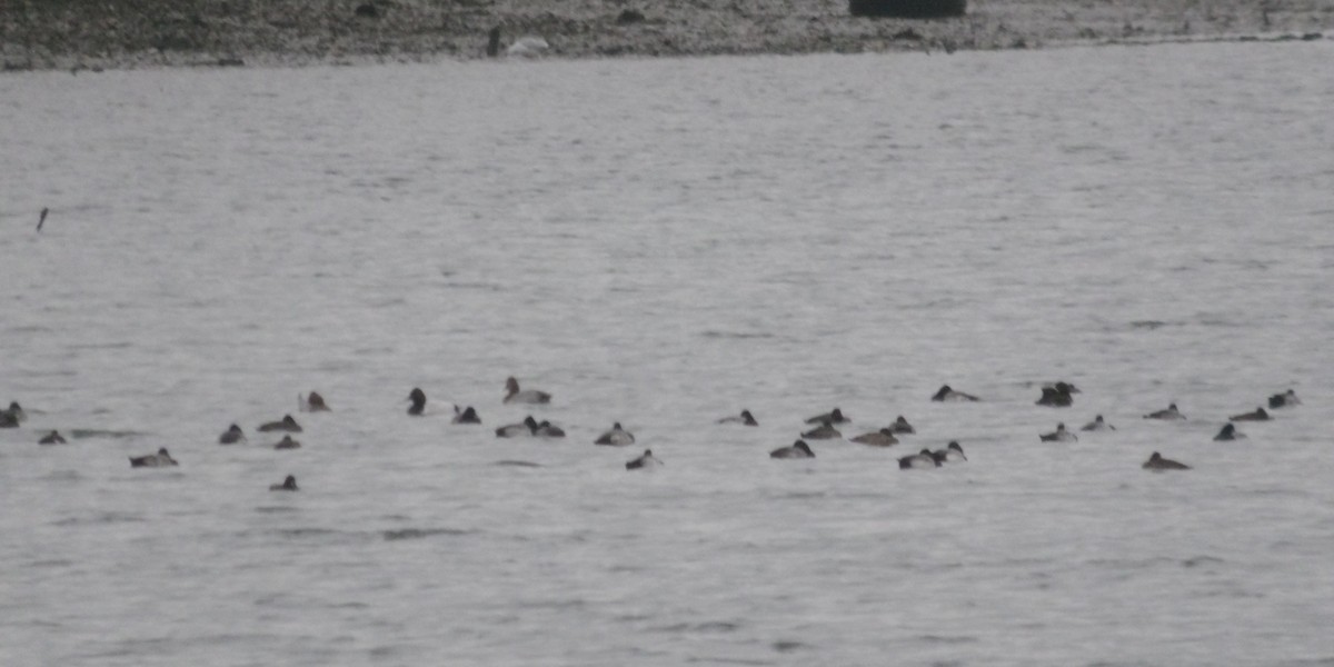 Greater/Lesser Scaup - ML646419227