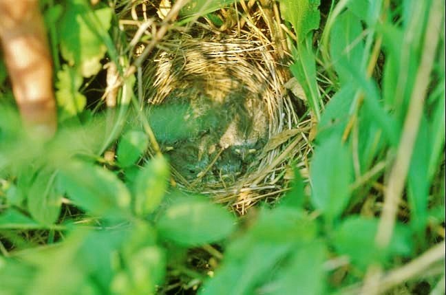 Song Sparrow - ML646419228