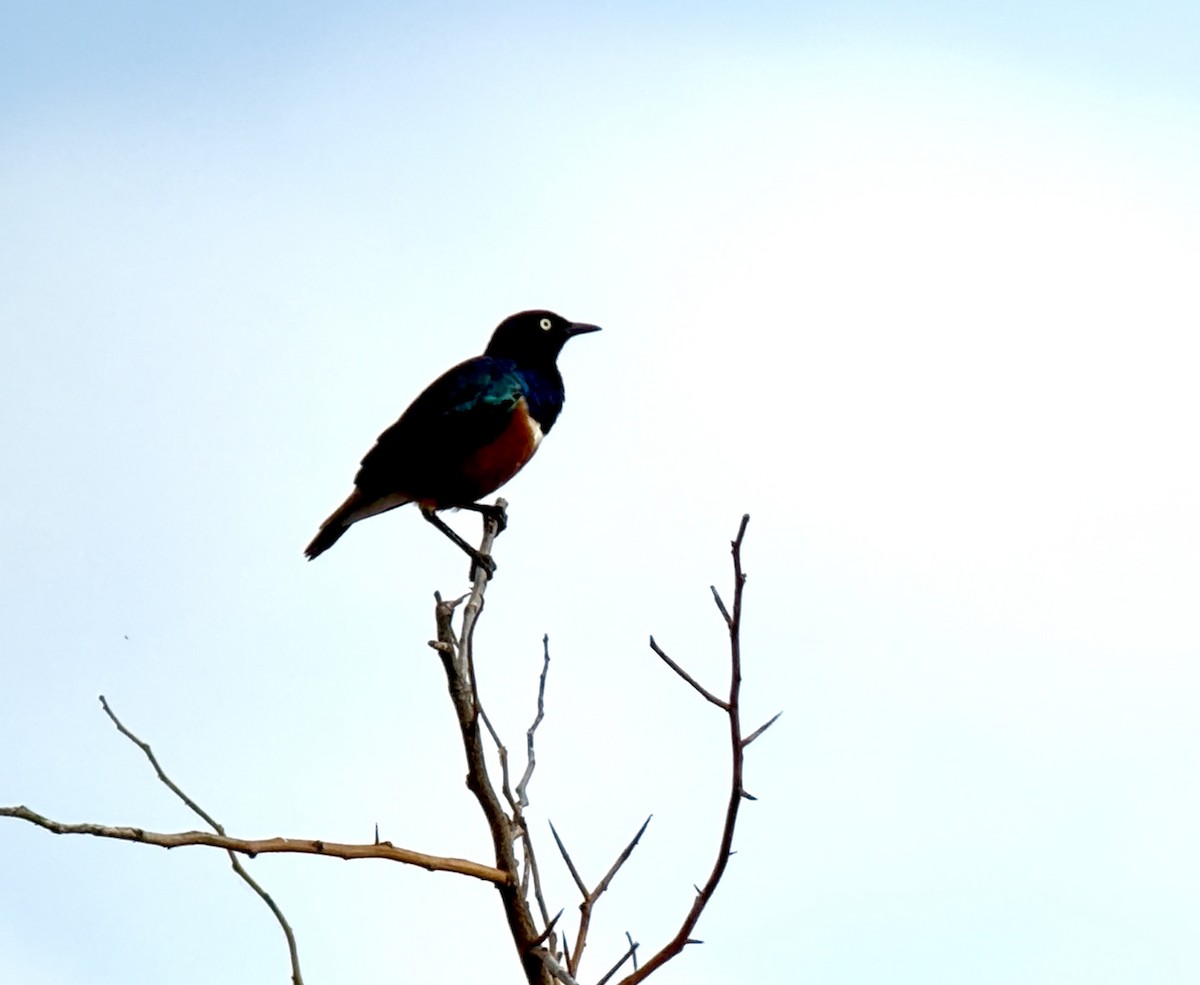 Superb Starling - ML646419229