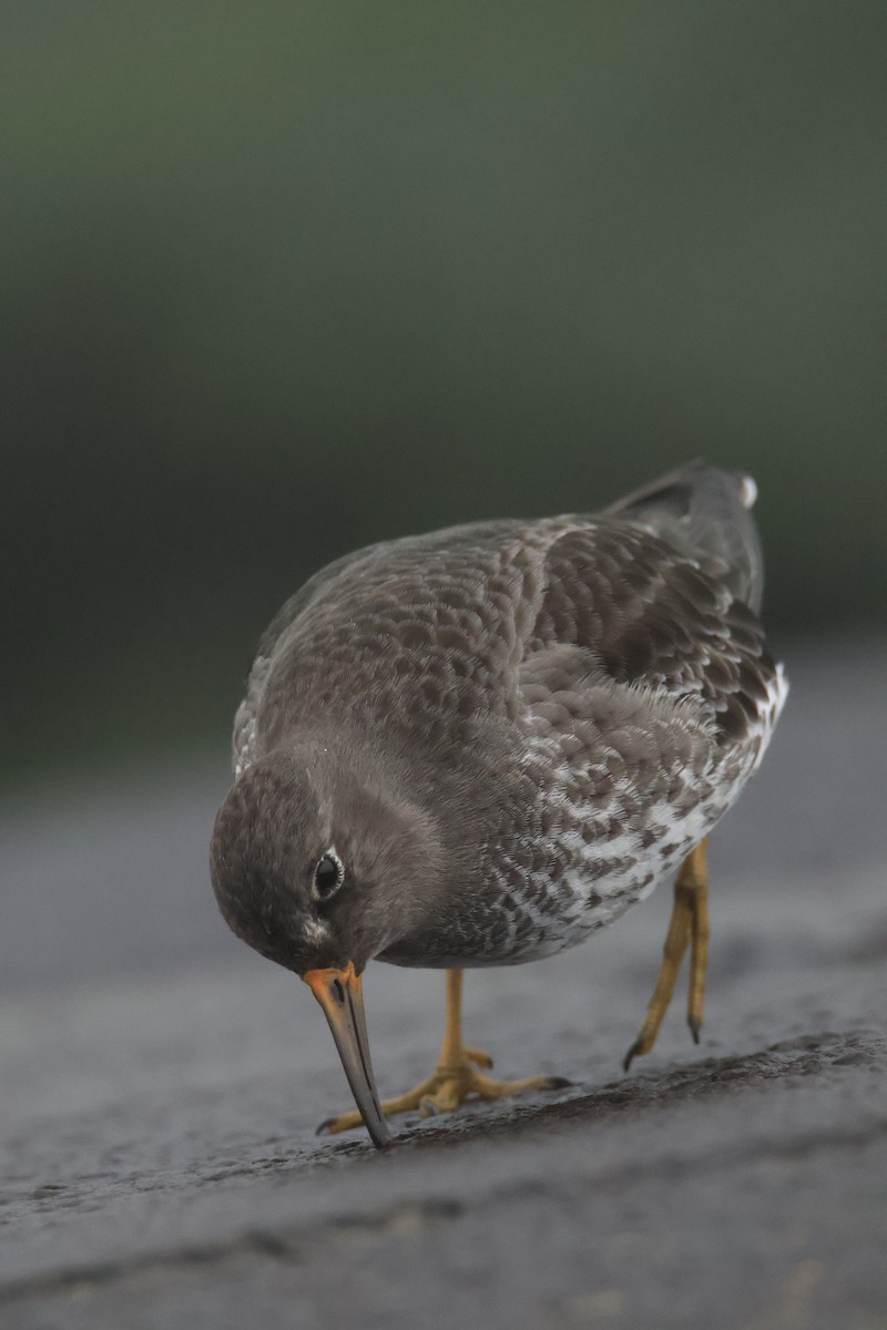 Purple Sandpiper - ML646419230