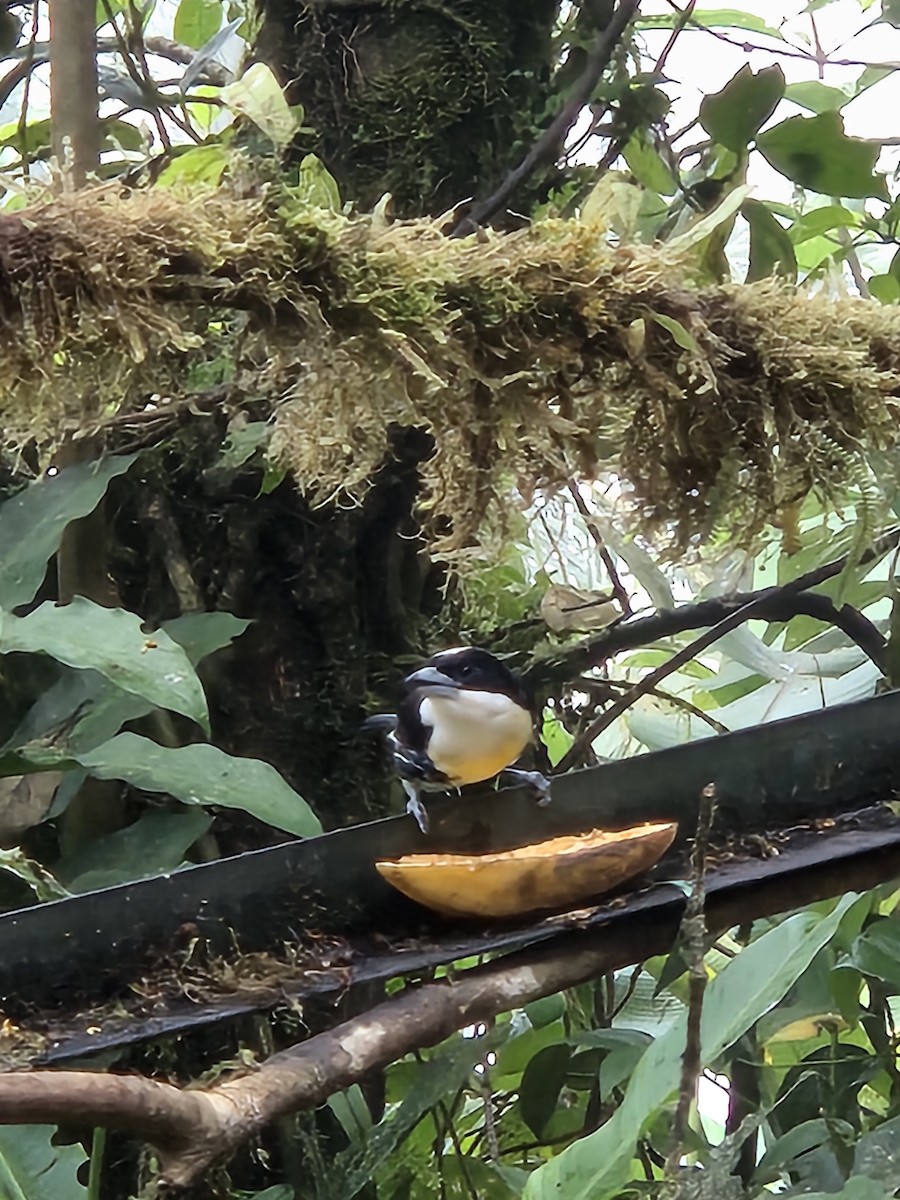 Spot-crowned Barbet - ML646419231