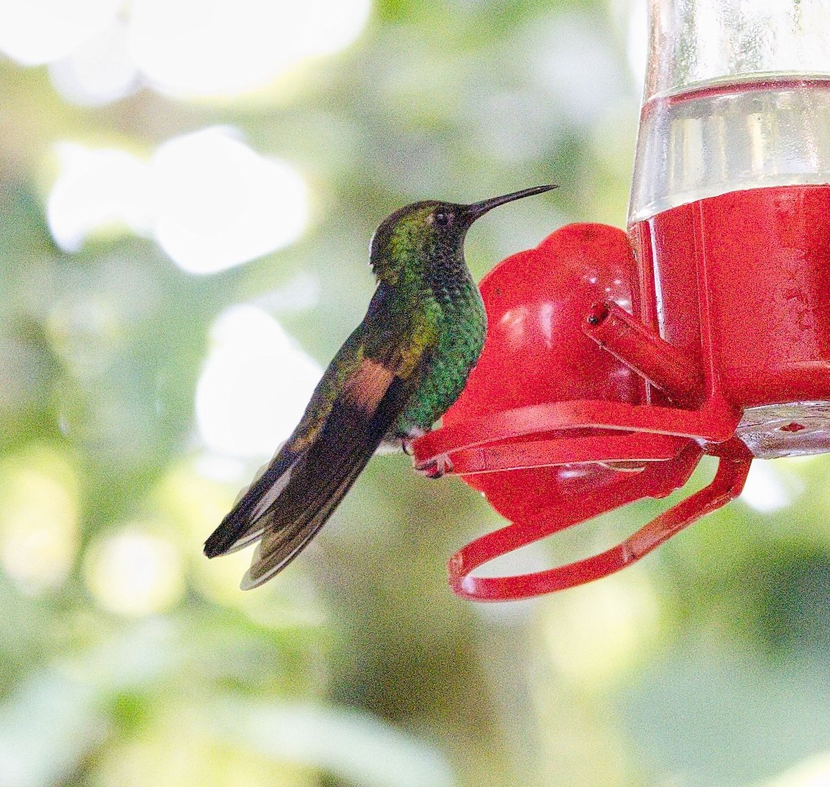 Stripe-tailed Hummingbird - ML646419232