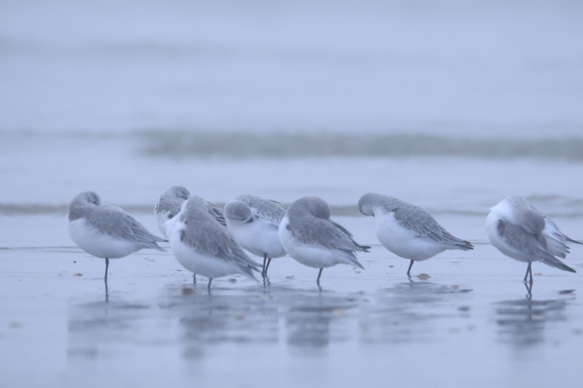 Sanderling - ML646419233