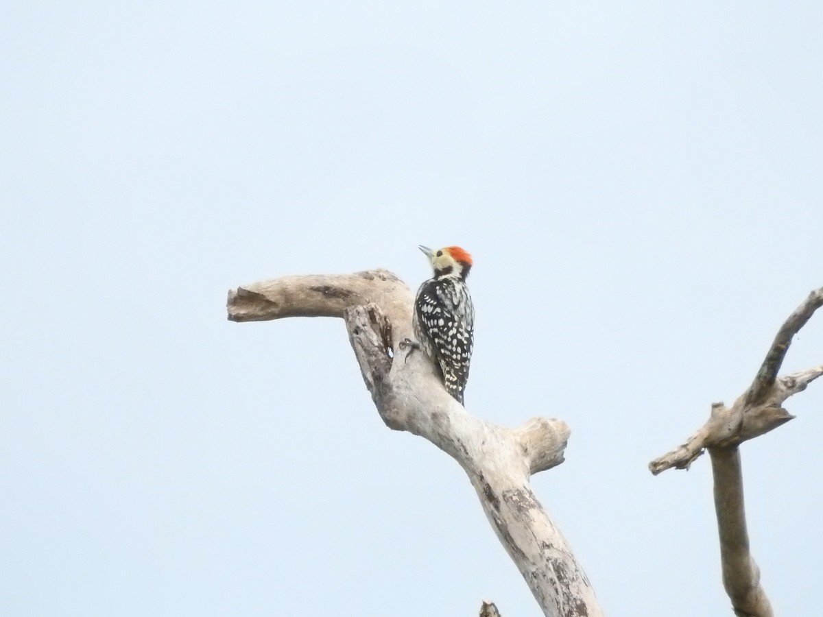 Yellow-crowned Woodpecker - ML646419235