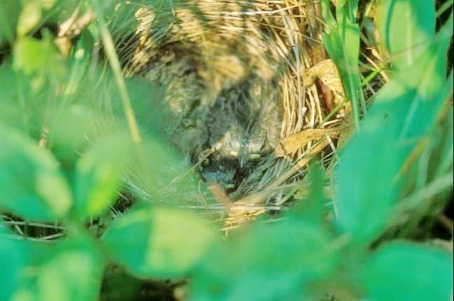 Song Sparrow - ML646419236