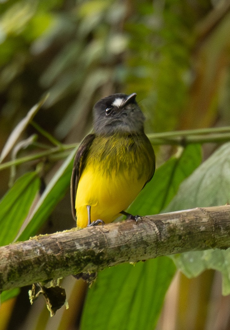 Ornate Flycatcher - ML646419237