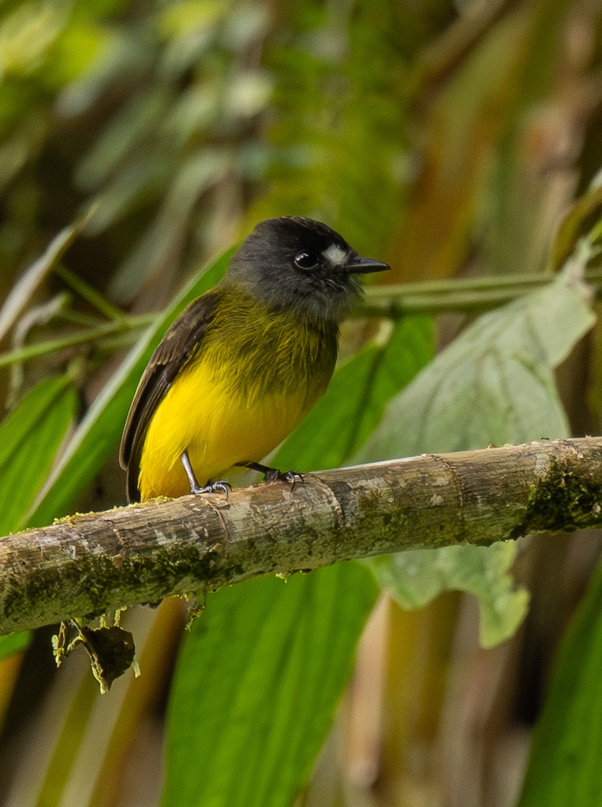 Ornate Flycatcher - ML646419238