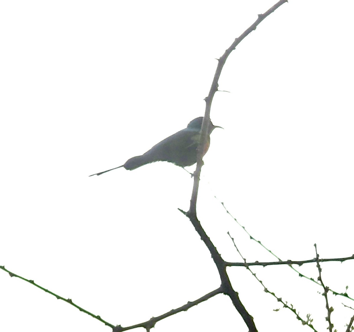 Gorgeous Sunbird - ML646419240