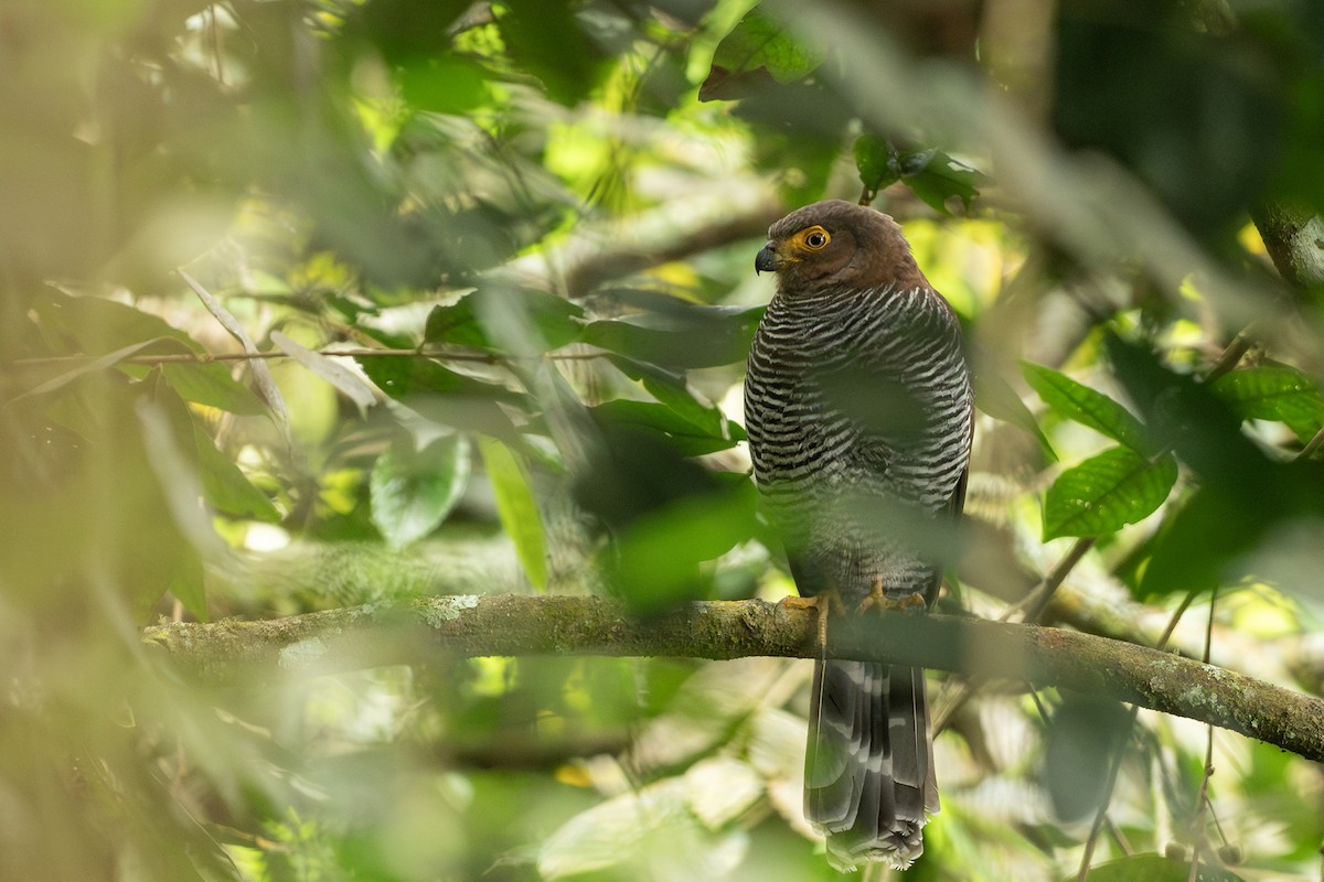 Barred Forest-Falcon - ML646419241