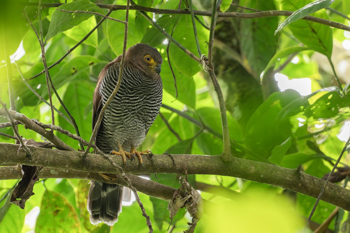 Barred Forest-Falcon - ML646419242