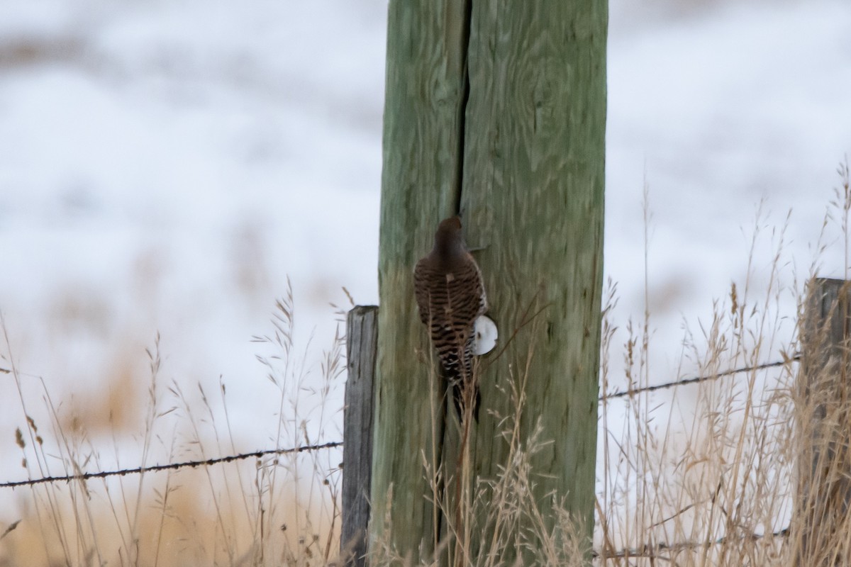 Northern Flicker (Red-shafted) - ML646419243