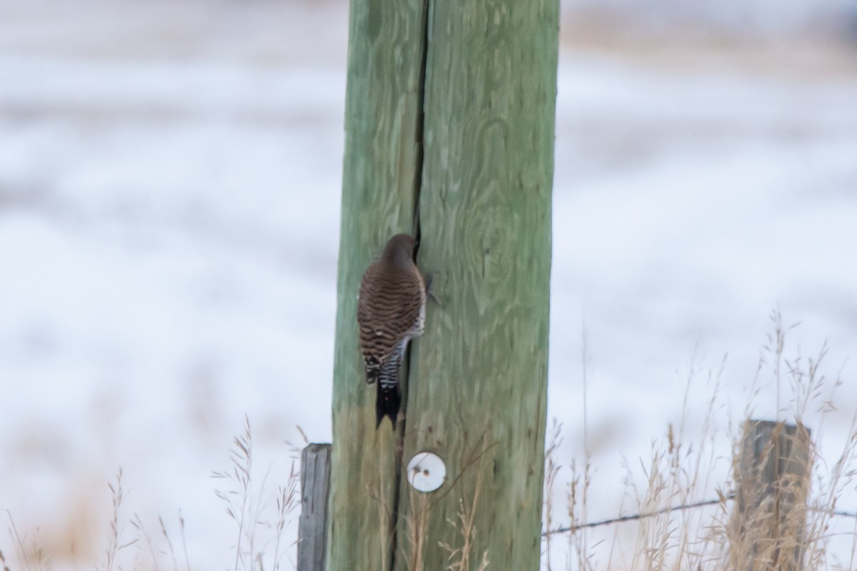 Northern Flicker (Red-shafted) - ML646419244