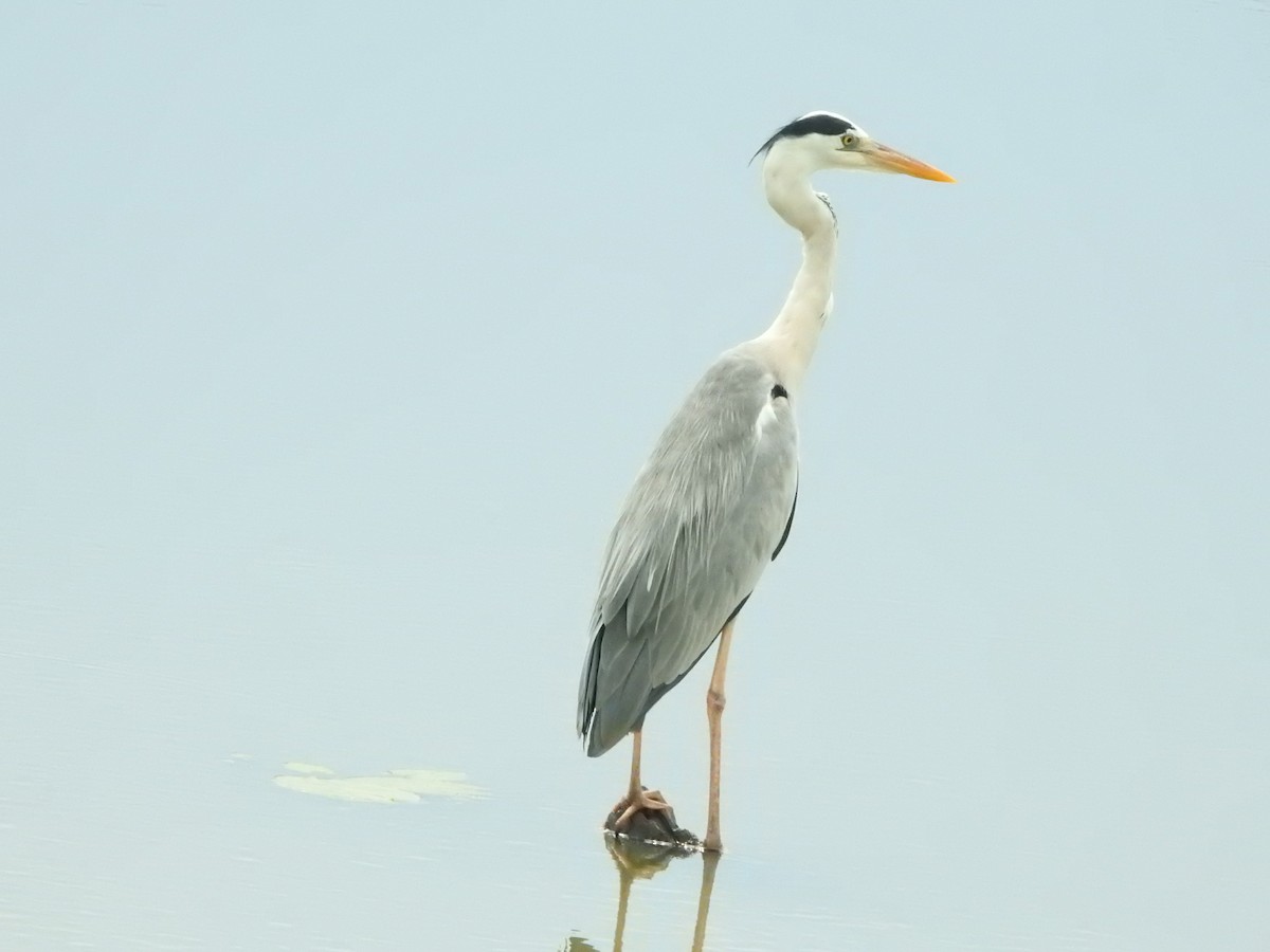 Gray Heron - ML646419245