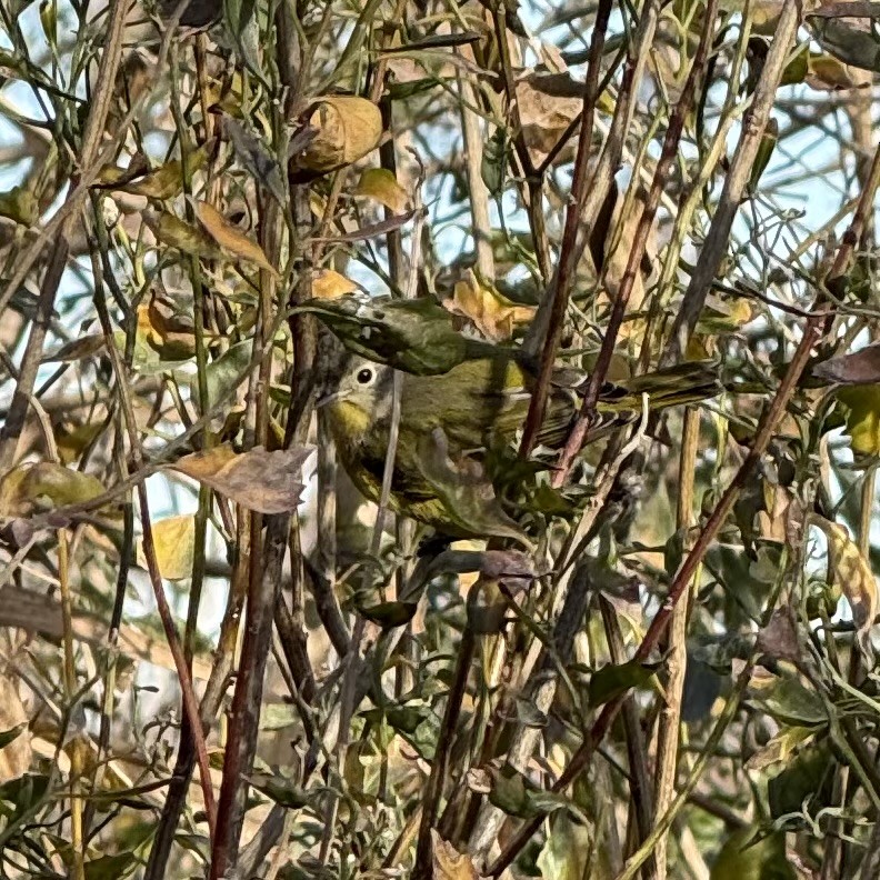 Nashville Warbler - ML646419246