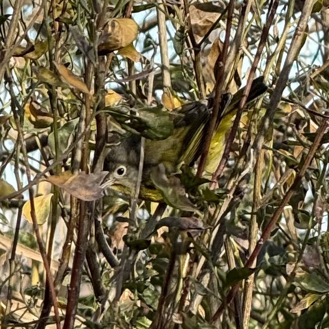 Nashville Warbler - ML646419247