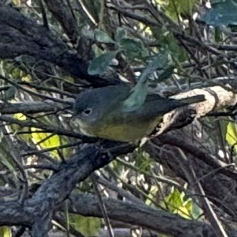 Nashville Warbler - ML646419248