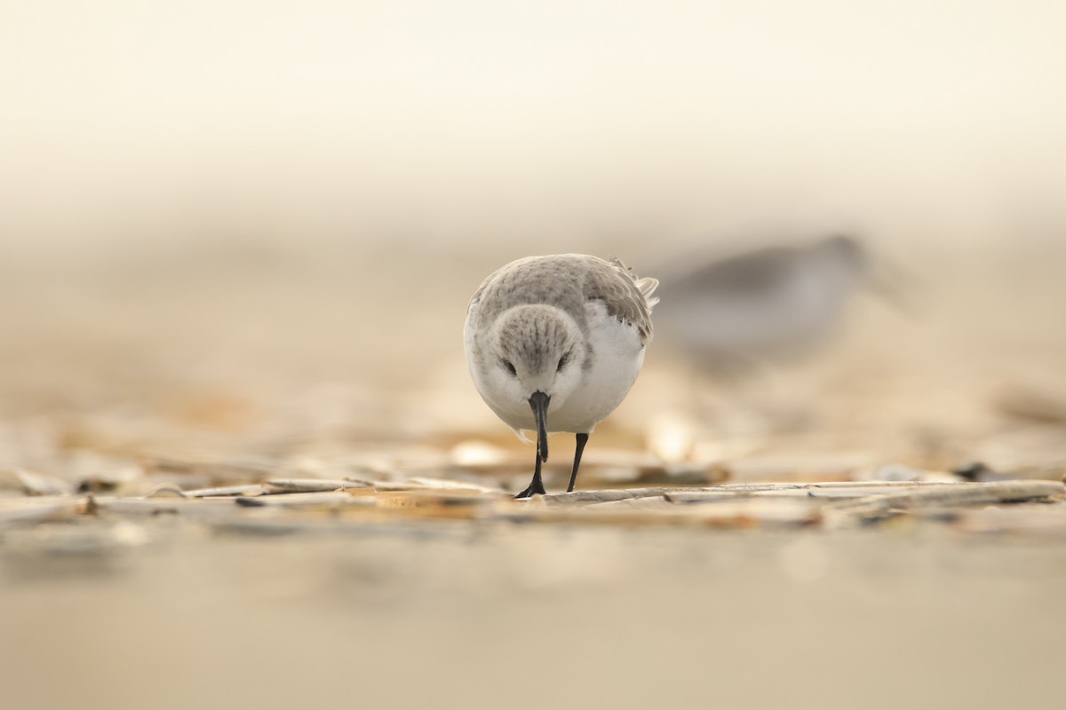 Sanderling - ML646419249