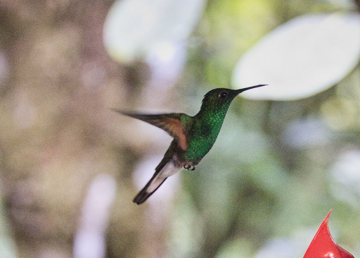 Stripe-tailed Hummingbird - ML646419250