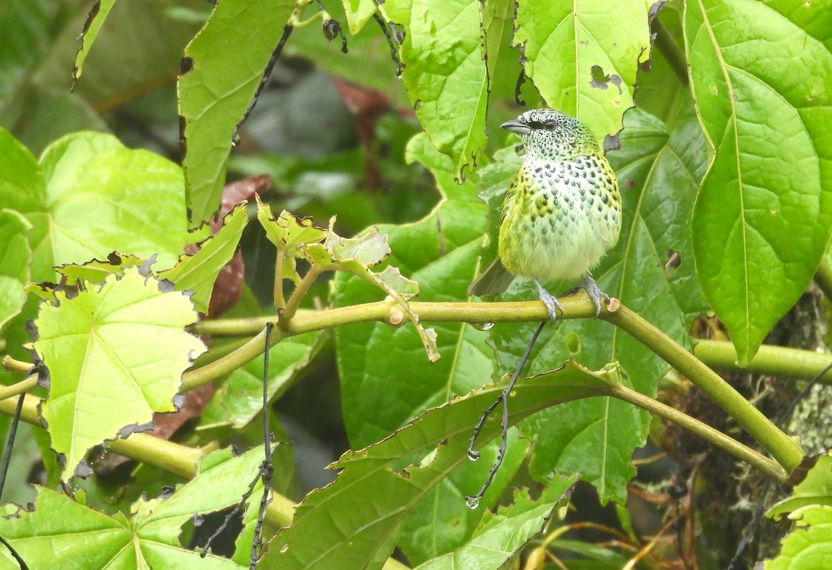 Spotted Tanager - ML646419251