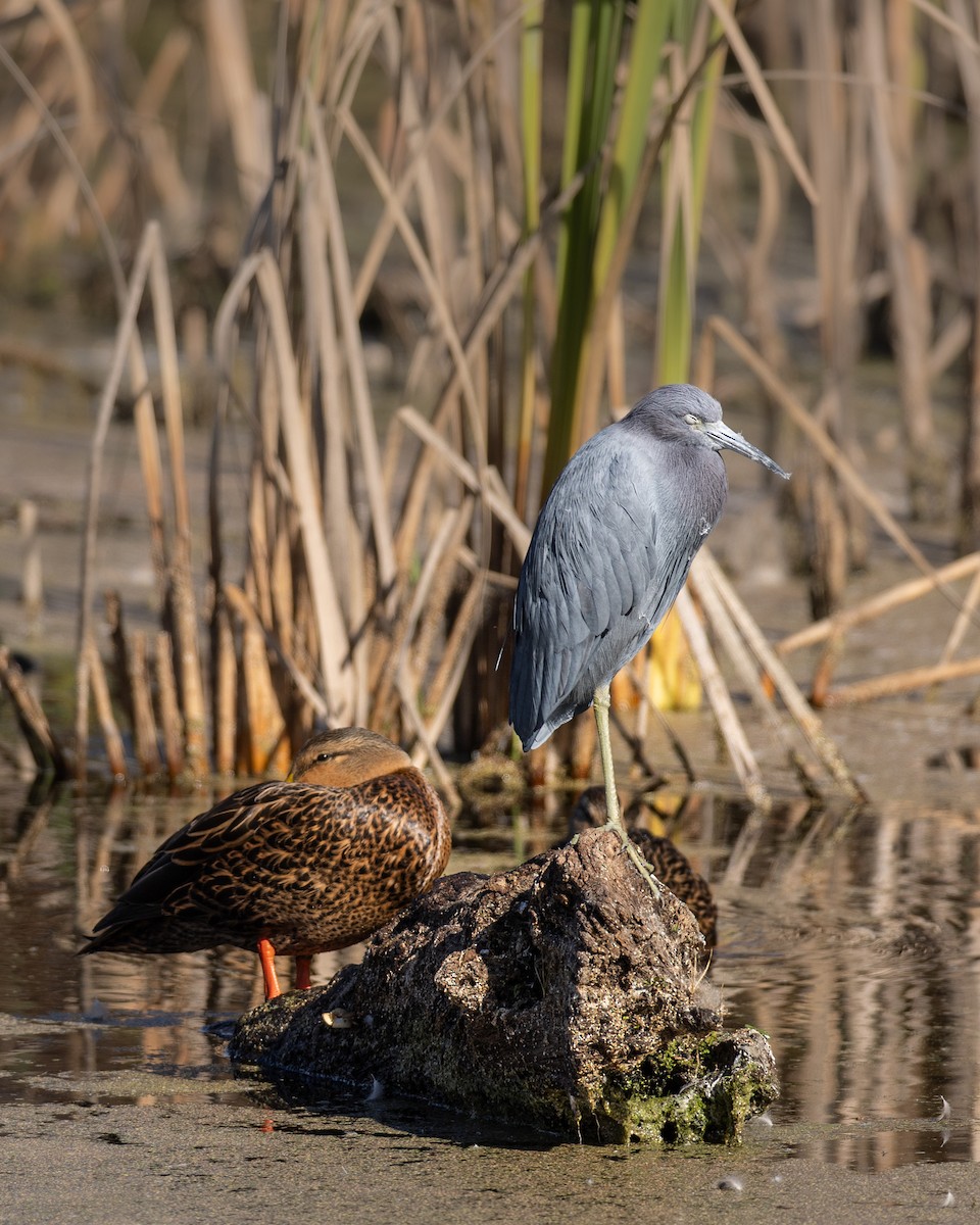 Little Blue Heron - ML646419252
