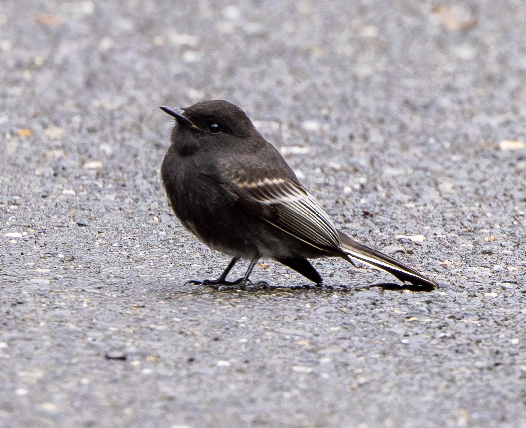 Black Phoebe - ML646419253