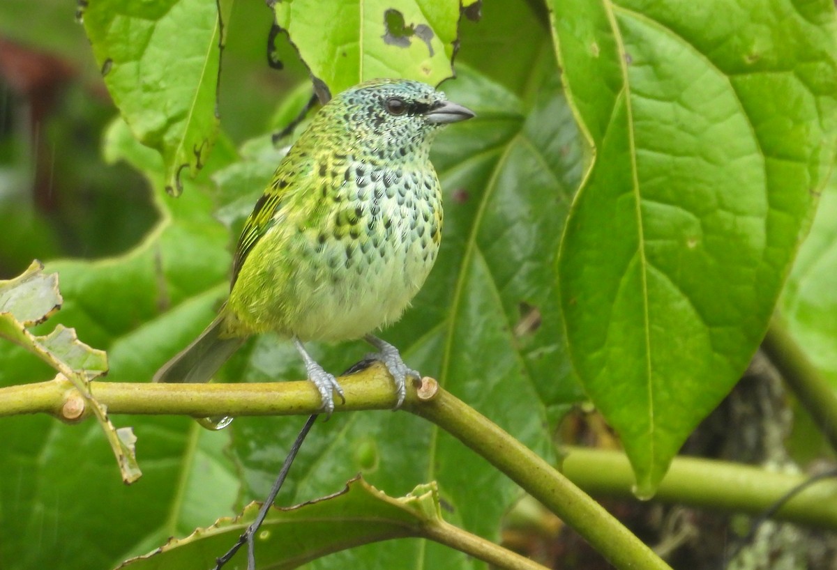 Spotted Tanager - ML646419254