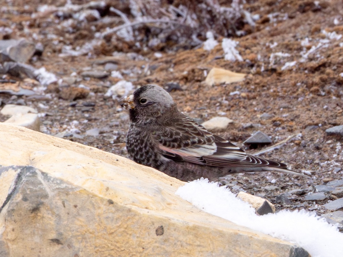 Black Rosy-Finch - ML646419256