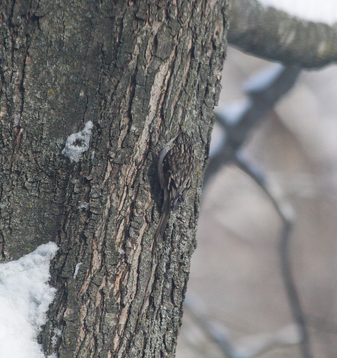 Brown Creeper - ML646419257