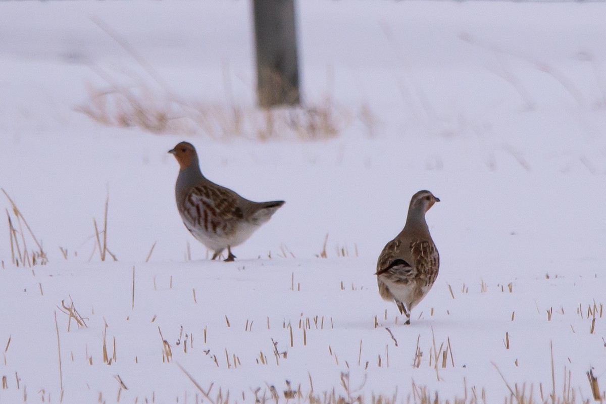 Gray Partridge - ML646419258