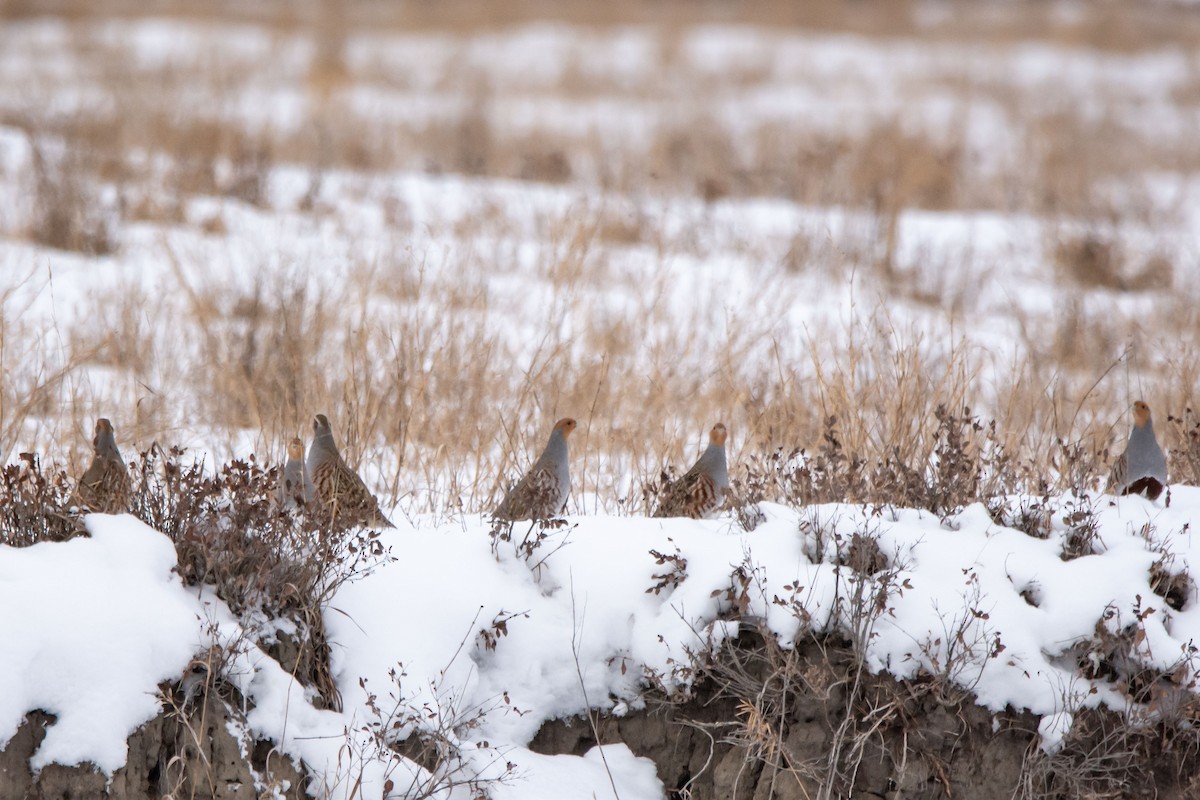 Gray Partridge - ML646419259