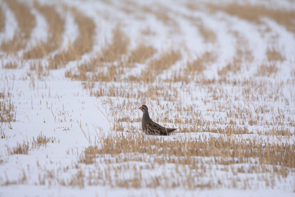 Gray Partridge - ML646419260