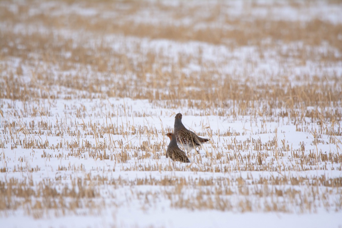 Gray Partridge - ML646419261