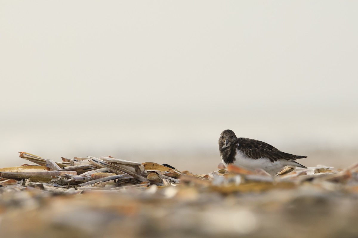 キョウジョシギ - ML646419262