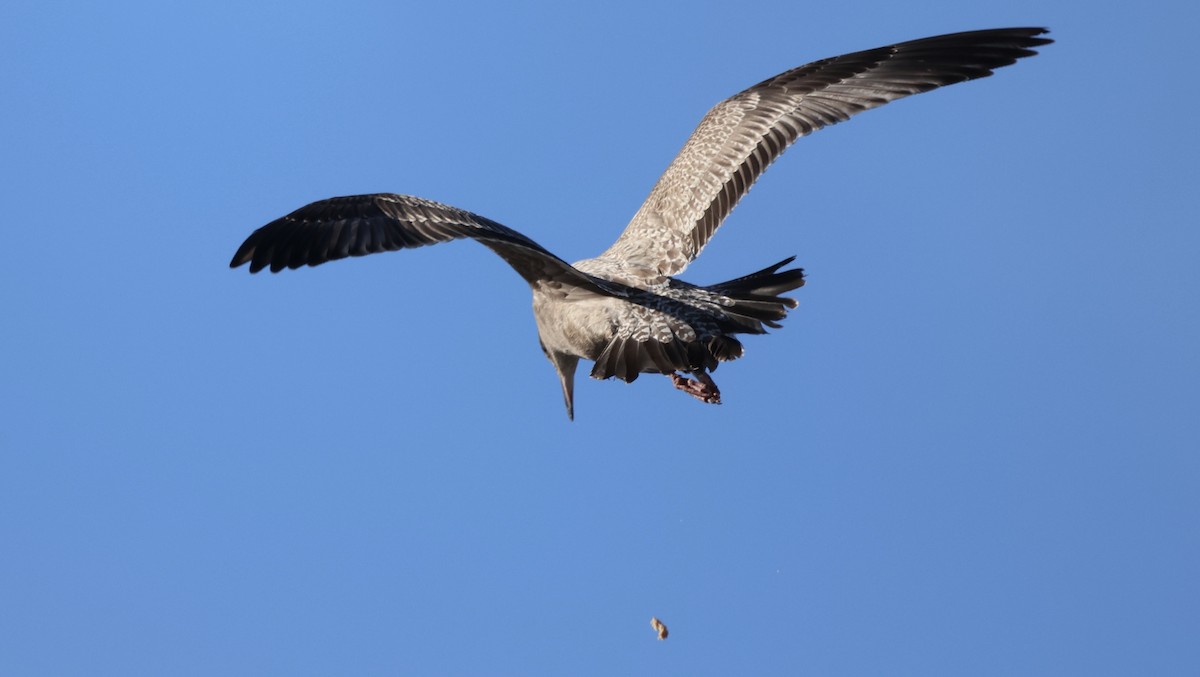 American Herring Gull - ML646419263