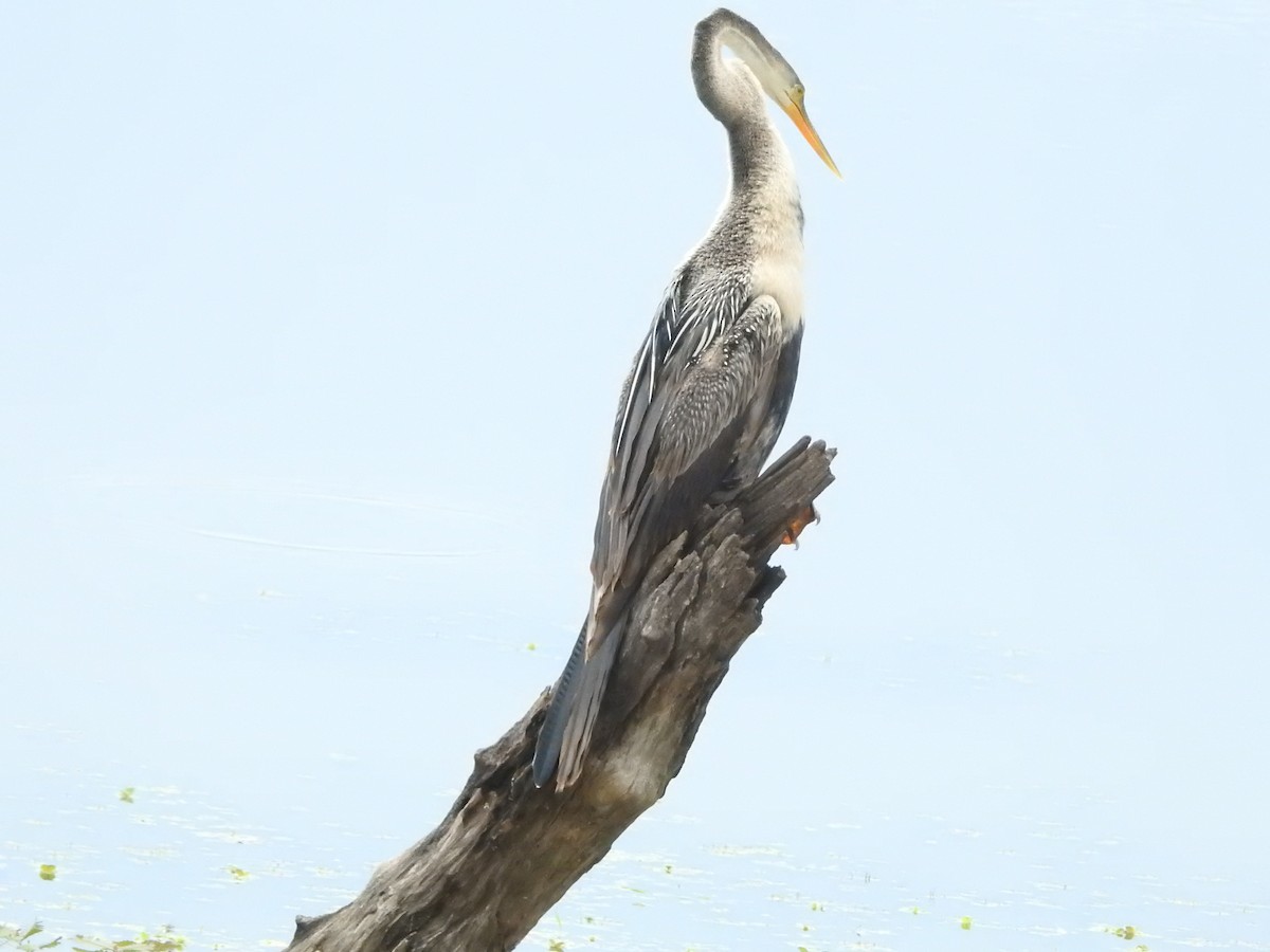 Oriental Darter - ML646419264