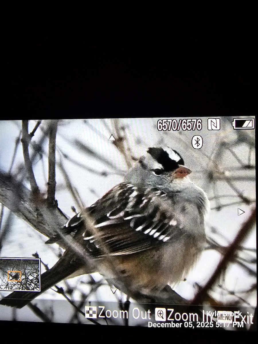 White-crowned Sparrow - ML646419267