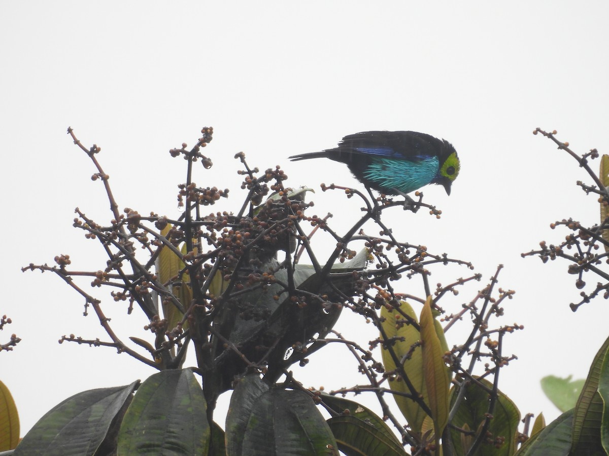 Paradise Tanager - ML646419269