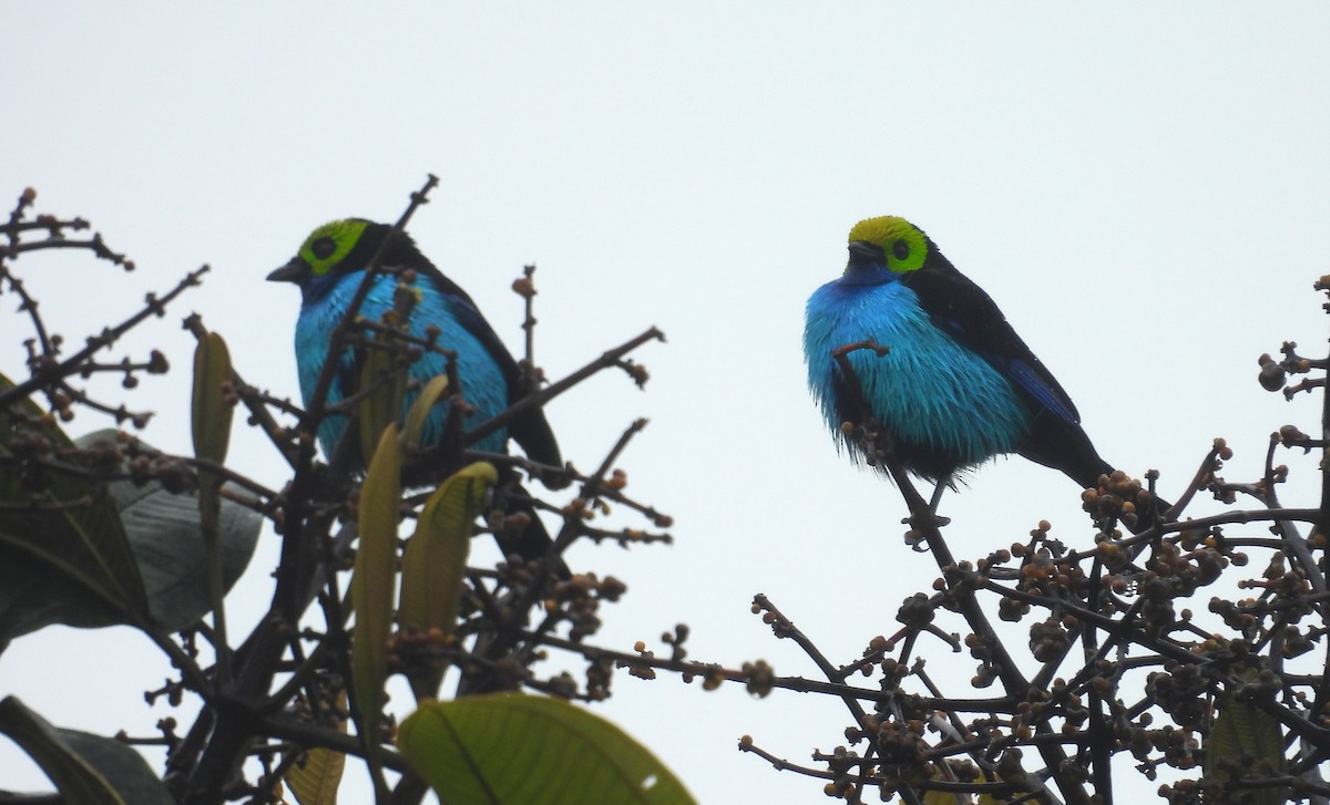 Paradise Tanager - ML646419273